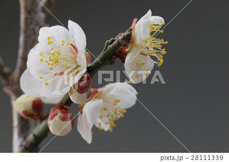 梅の花 白 グレー背景 梅の花 白 グレー背景 28111339