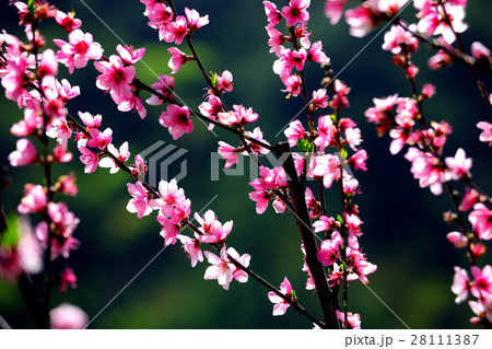 台湾 景色 風景 28111387