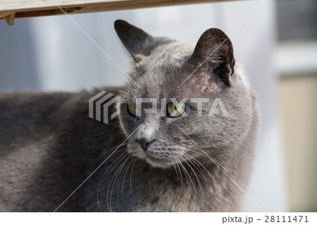 クールフェイスの灰色の猫 クールフェイスの灰色の猫 28111471