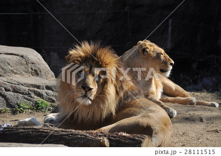 ライオン ライオン 28111515