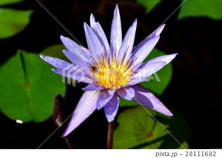 スイレン スイレン 28111682