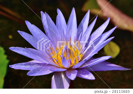 スイレン 28111683