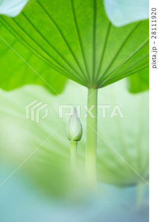 レンコン花のツボミの写真素材