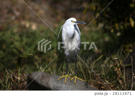 コサギ 28111971