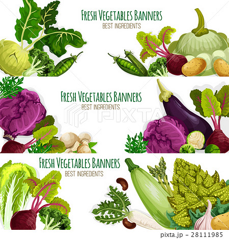 Fresh vegetables vector banners set Fresh vegetables vector banners set 28111985