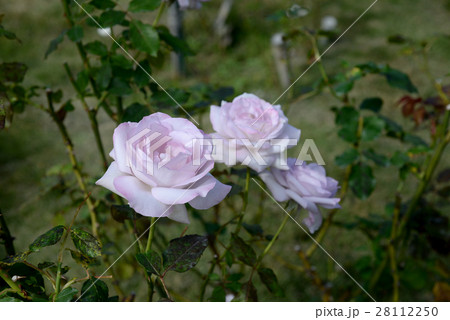 ライラックビュ－ティー 28112250