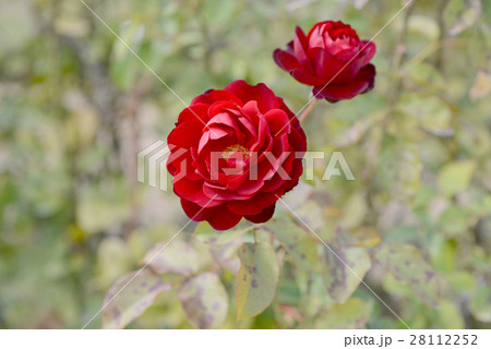 リリーマルレーン リリーマルレーン 28112252