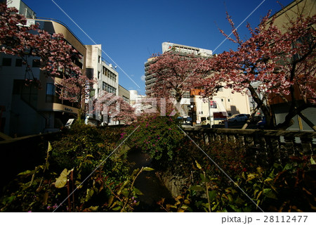 糸川遊歩道 あたみ桜 糸川遊歩道 あたみ桜 28112477