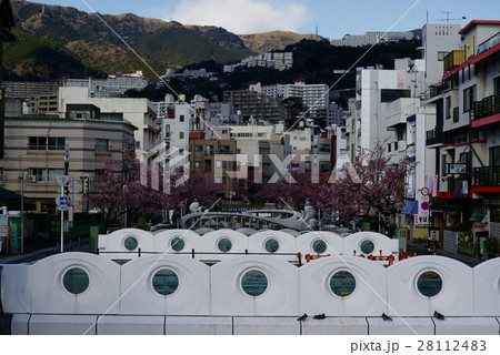 糸川遊歩道 あたみ桜 糸川遊歩道 あたみ桜 28112483