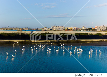 雲林 湿原 湿地 28112846