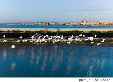 雲林 湿原 湿地 28112847