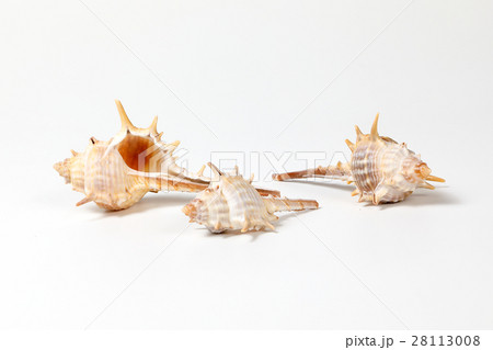 Sea Shell variety 28113008