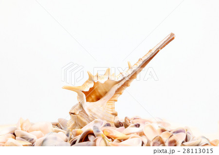 Sea Shell variety 28113015