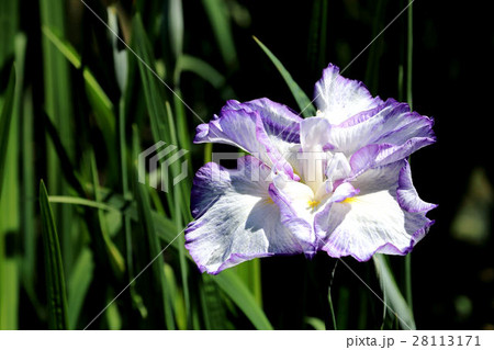 菖蒲 28113171