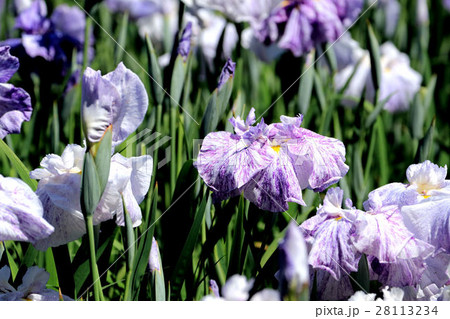 菖蒲 28113234