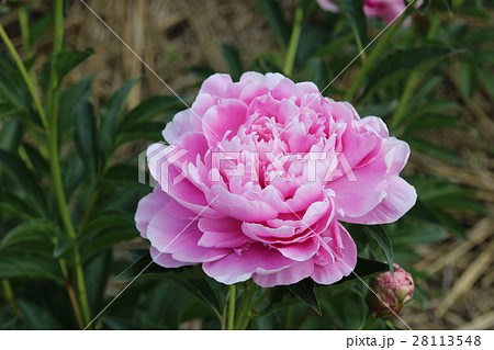 芍薬　夕映え 28113548