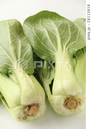 チンゲン菜 28113818