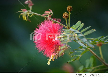 カリアンドラ カリアンドラ 28114560