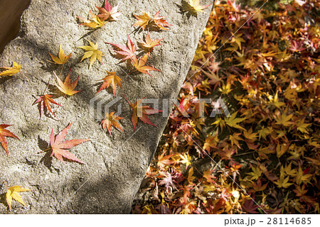 石の上の紅葉の落ち葉 石の上の紅葉の落ち葉 28114685