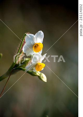 水仙の花 28114802