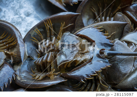 horseshoe crab 28115097