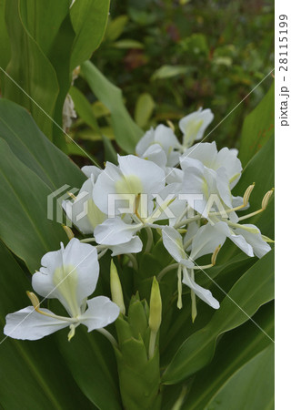 台湾 景色 風景 28115199