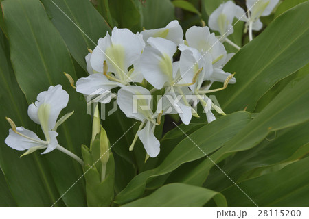 台湾 景色 風景 28115200