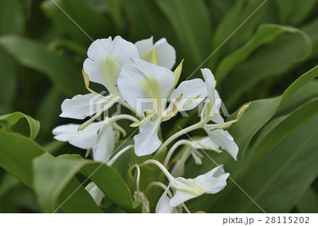 台湾 景色 風景 28115202