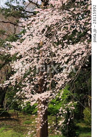 春の印象 春の印象 28115992