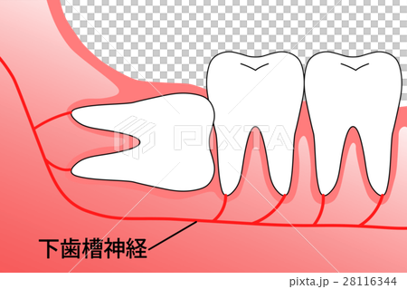 Wisdom Teeth Empire 28116344