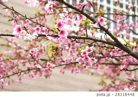 蒴果 結実 実がなる 28116448