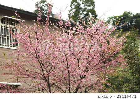 蒴果 結実 実がなる 28116471