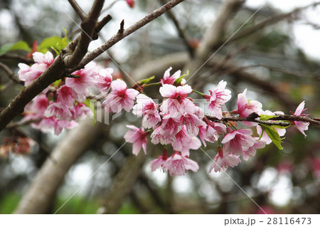 蒴果 結実 実がなる 28116473