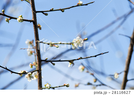 うめ 春告草 ソシンロウバイ 28116627