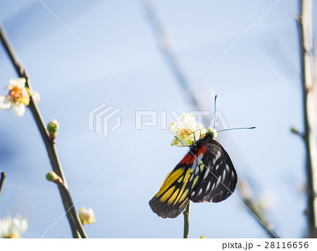 うめ 春告草 ソシンロウバイ 28116656