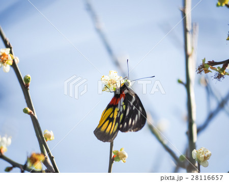 うめ 春告草 ソシンロウバイ 28116657