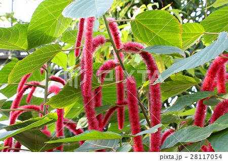 ベニヒモノキ 28117054