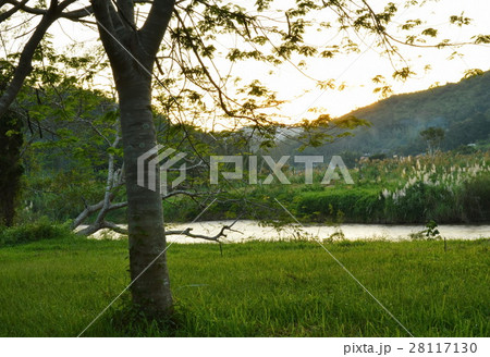 tree and grass field near river on sunset tree and grass field near river on sunset 28117130