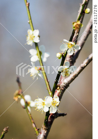 うめ 春告草 ソシンロウバイ 28117276