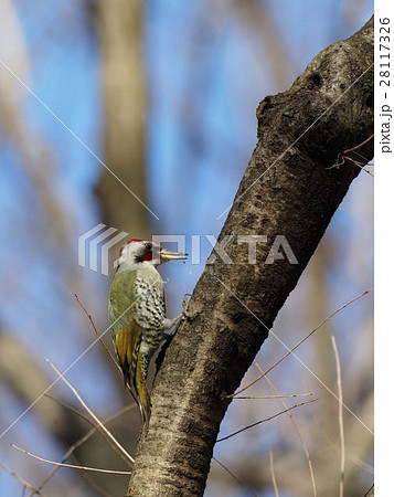 アオゲラ 28117326