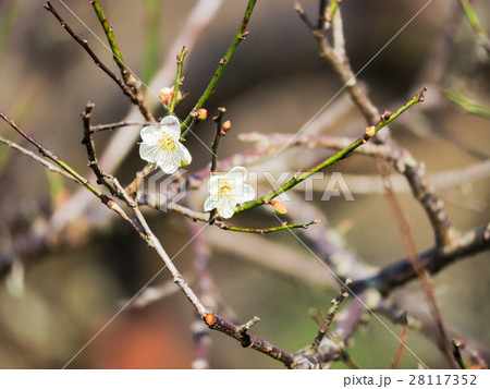 うめ 春告草 ソシンロウバイ 28117352