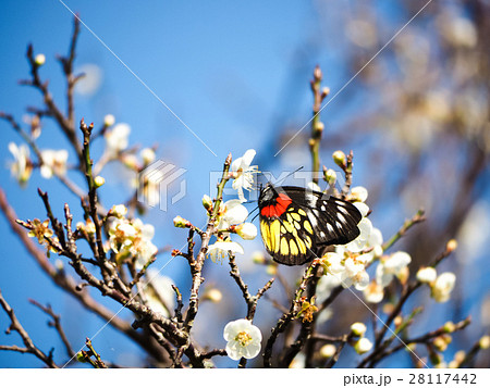 うめ 春告草 ソシンロウバイ 28117442