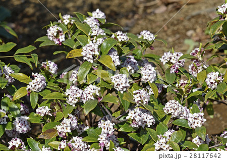 ジンチョウゲ（沈丁花） 28117642