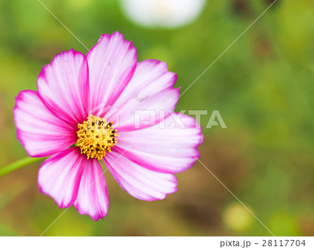 花 フラワー お花 28117704