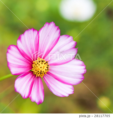 菊 キク 菊の花 28117705