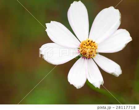 花 フラワー お花 28117718