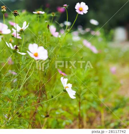 花 フラワー お花 28117742