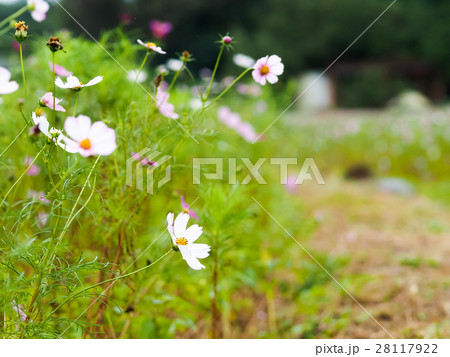 花 フラワー お花 28117922