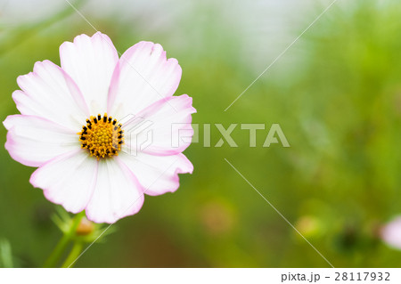花 フラワー お花 28117932