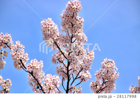 青空と満開の桜 28117998
